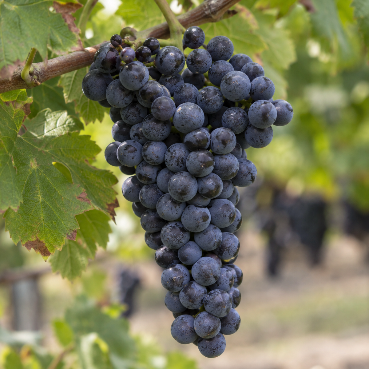 Rebsorte Petit Verdot