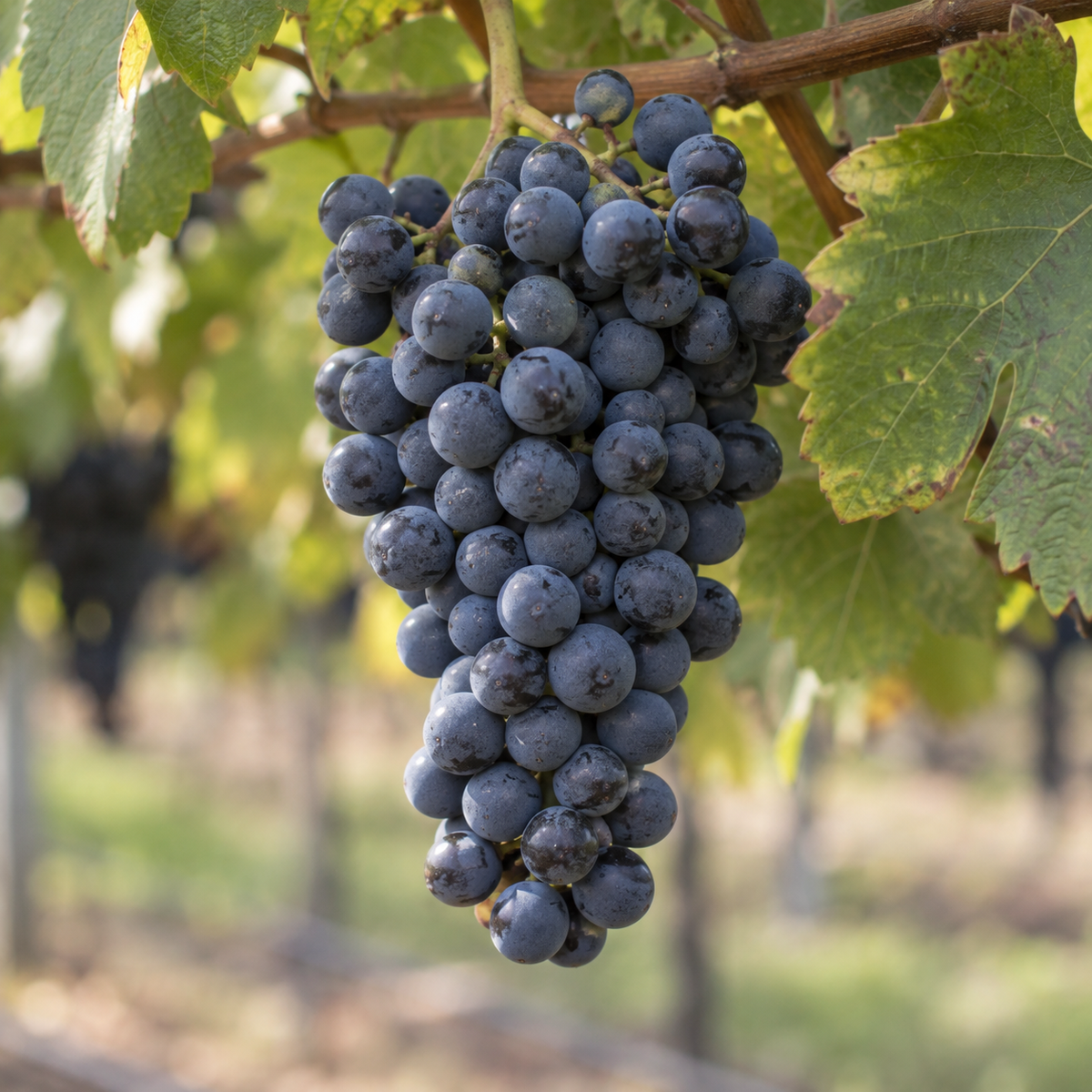 Rebsorte Petit Verdot