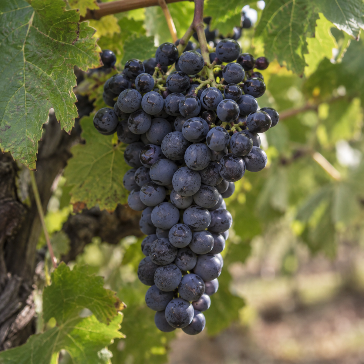 Rebsorte Petit Verdot