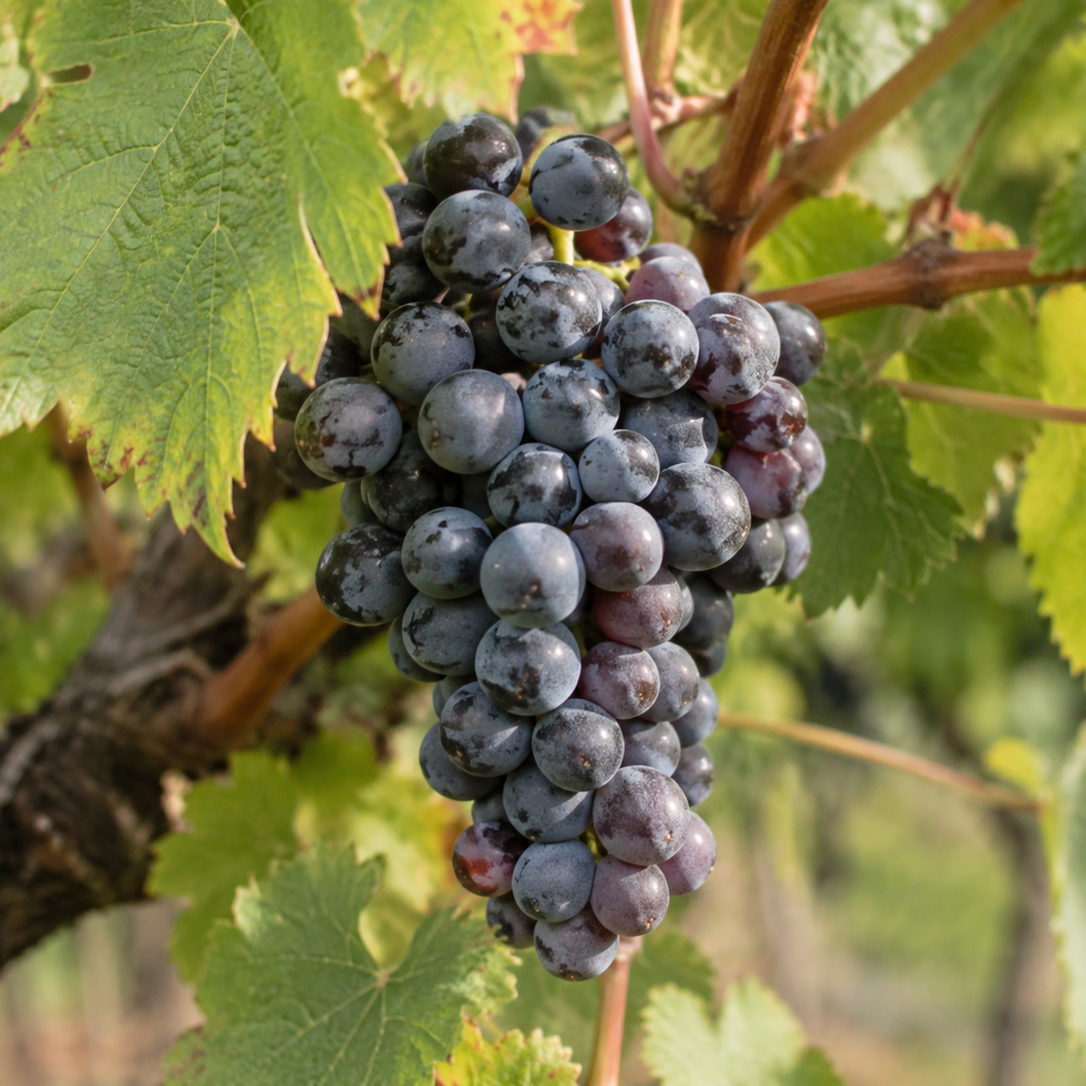 Rebsorte Pinot Noir