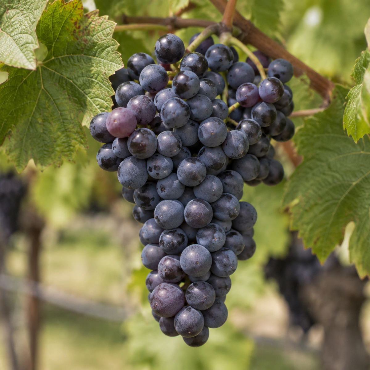 Rebsorte Pinot Noir