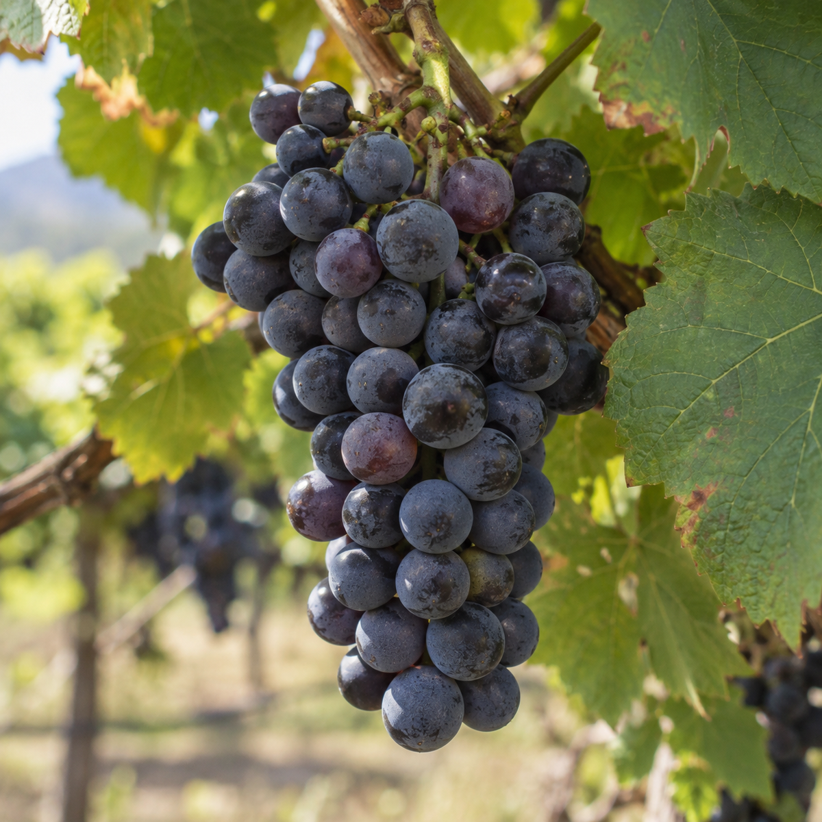 Rebsorte Pinotage