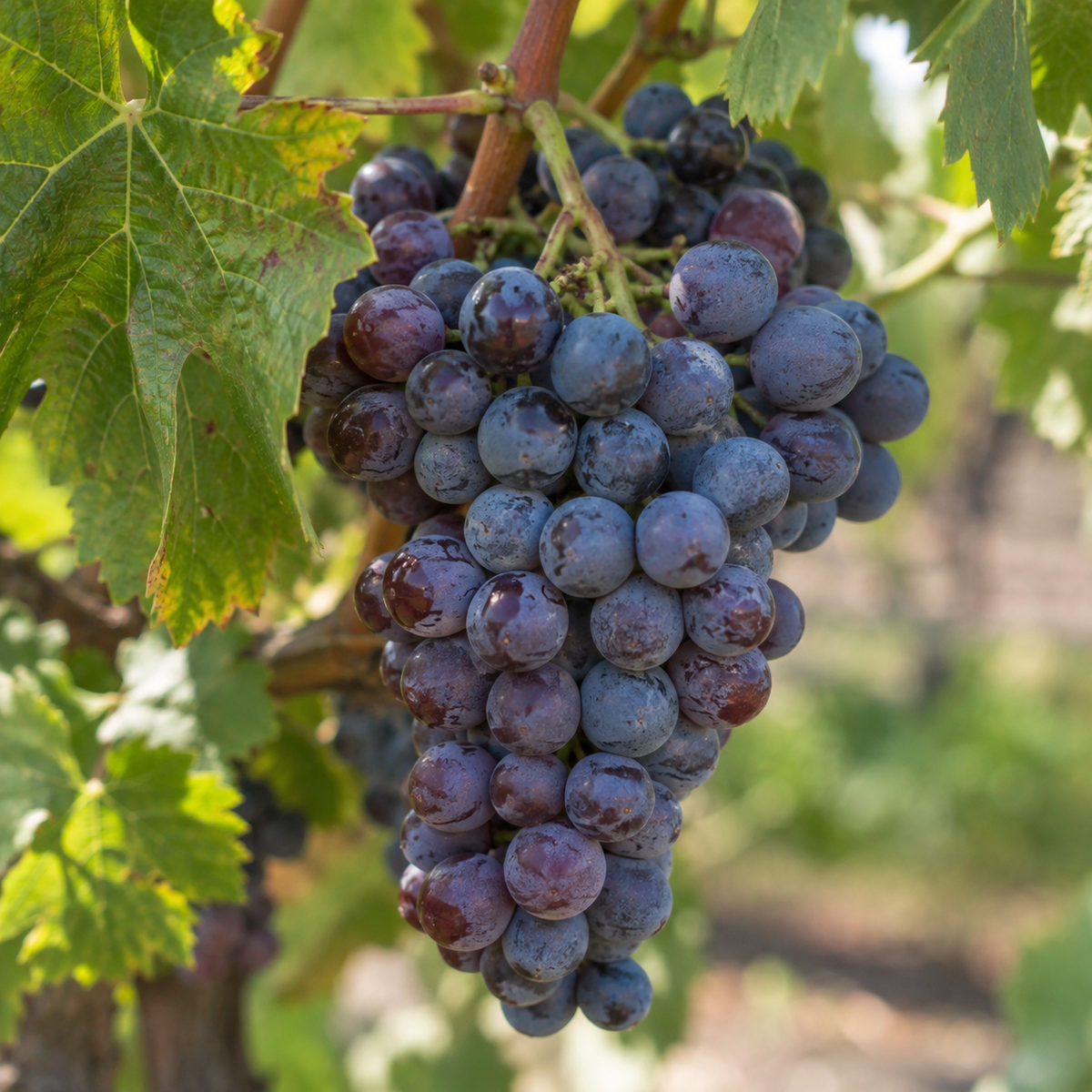 Rebsorte Pinotage