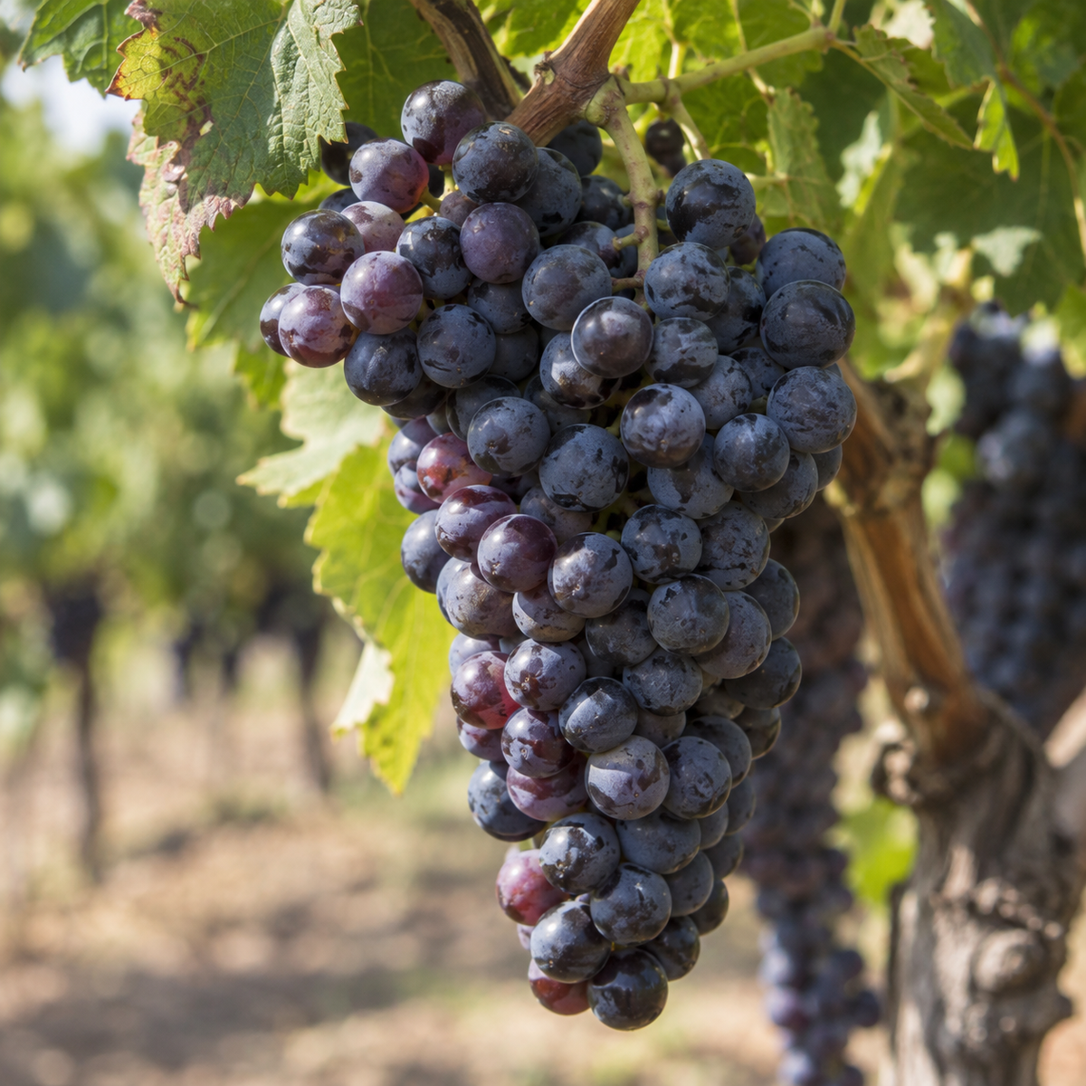 Rebsorte Pinotage