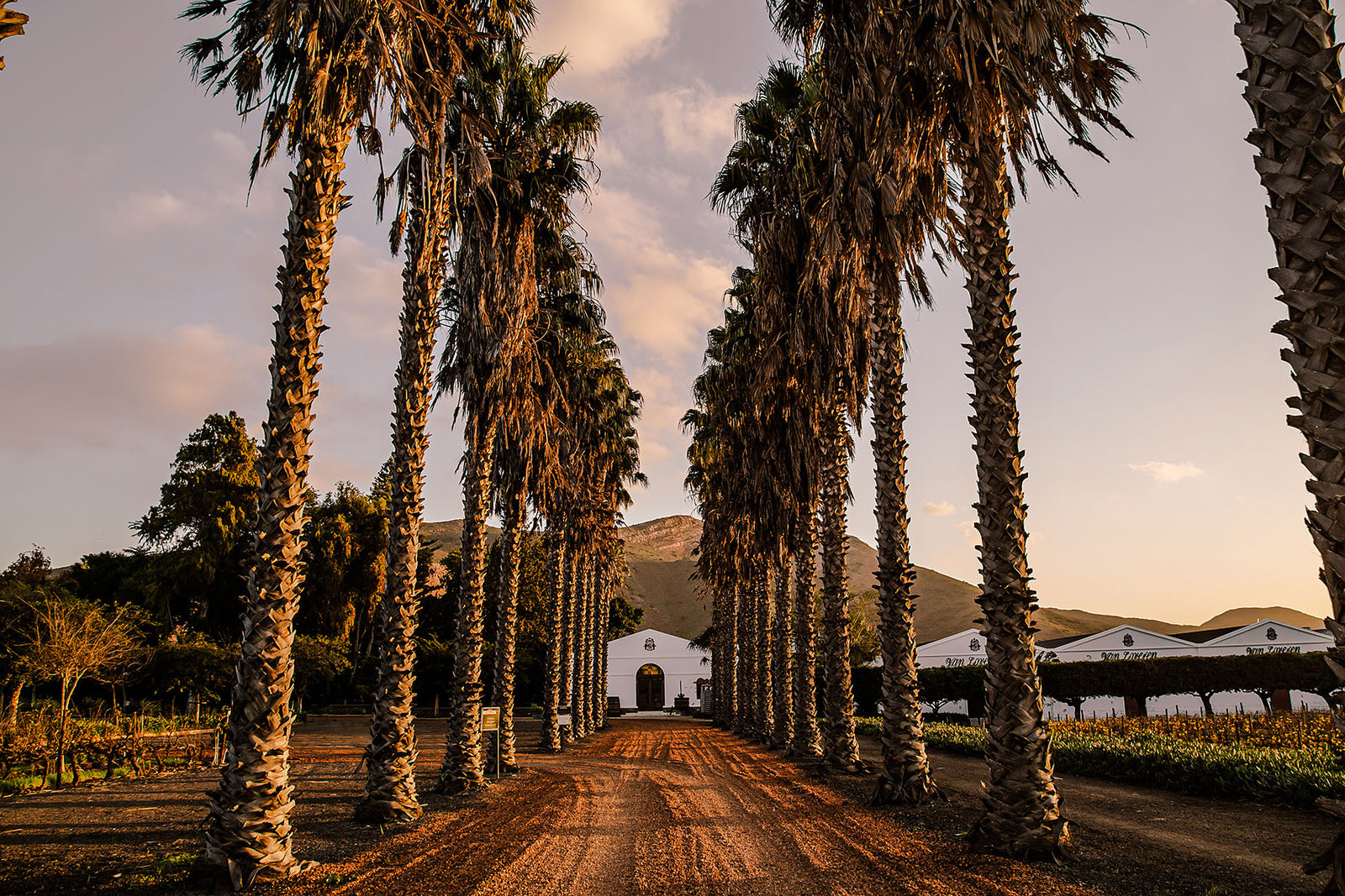 winery-van-wyk-family-wines