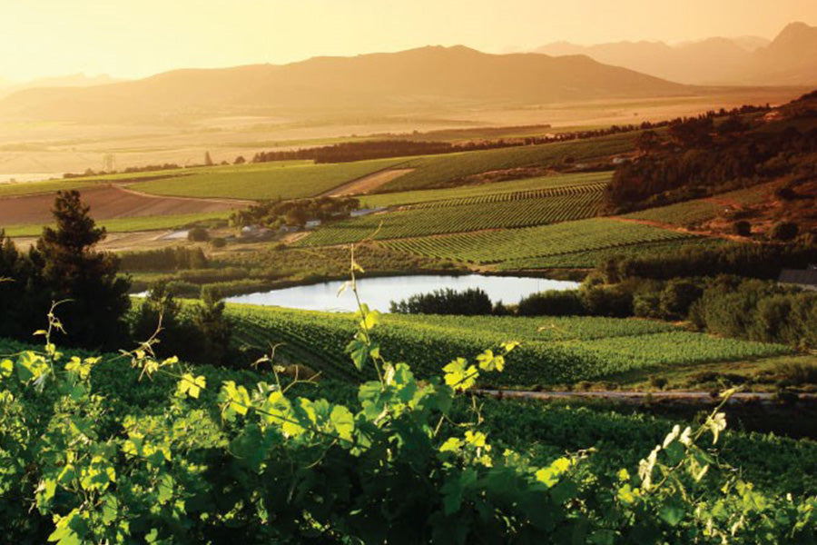 winery-vondeling