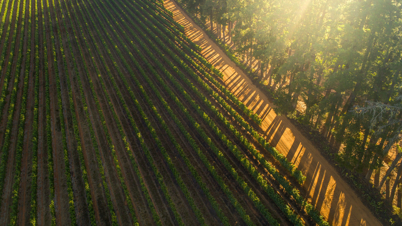 winery-thelema
