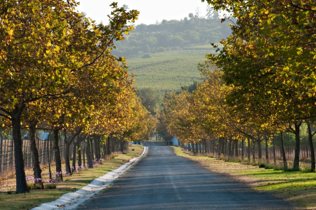 winery-saxenburg