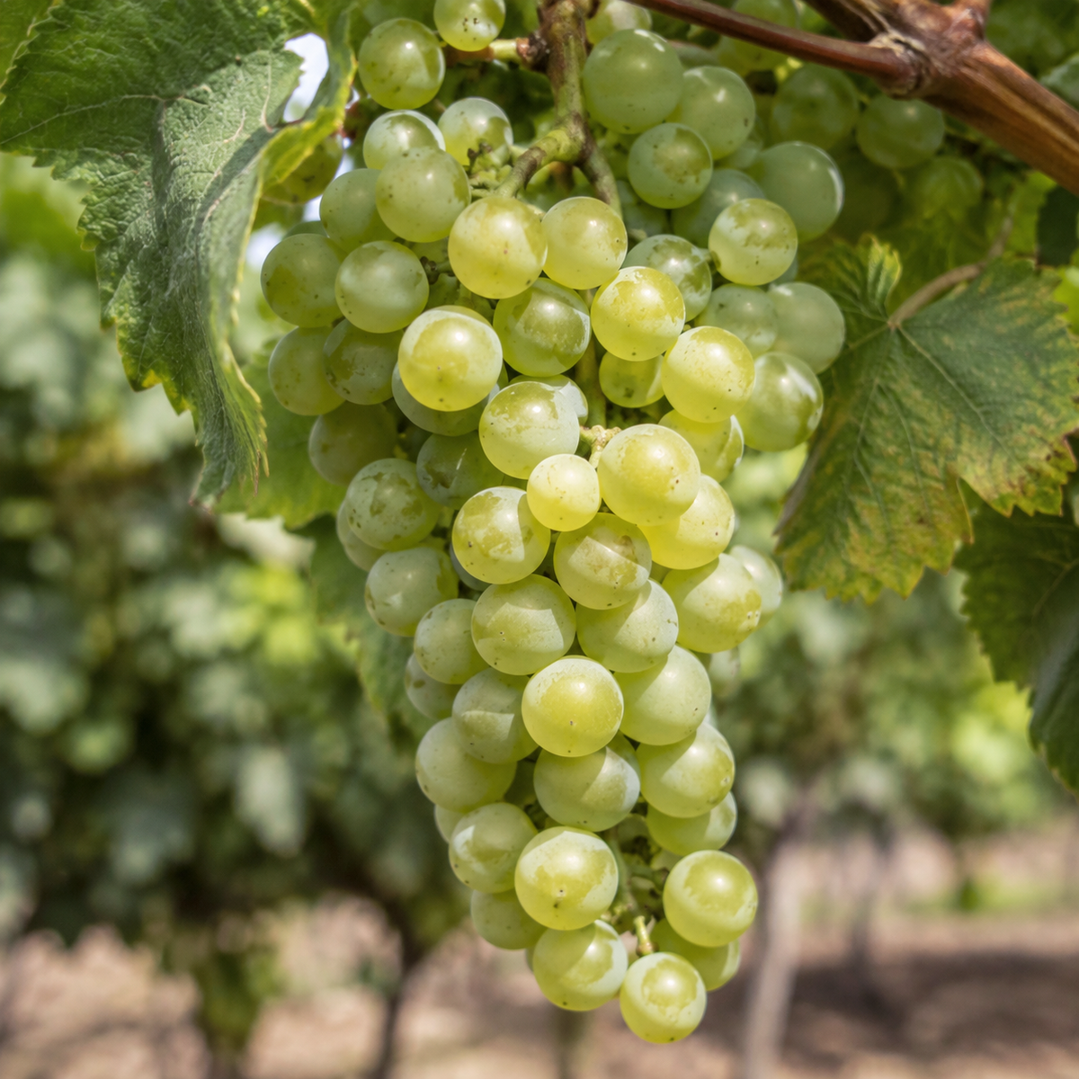 Rebsorte Sauvignon Blanc