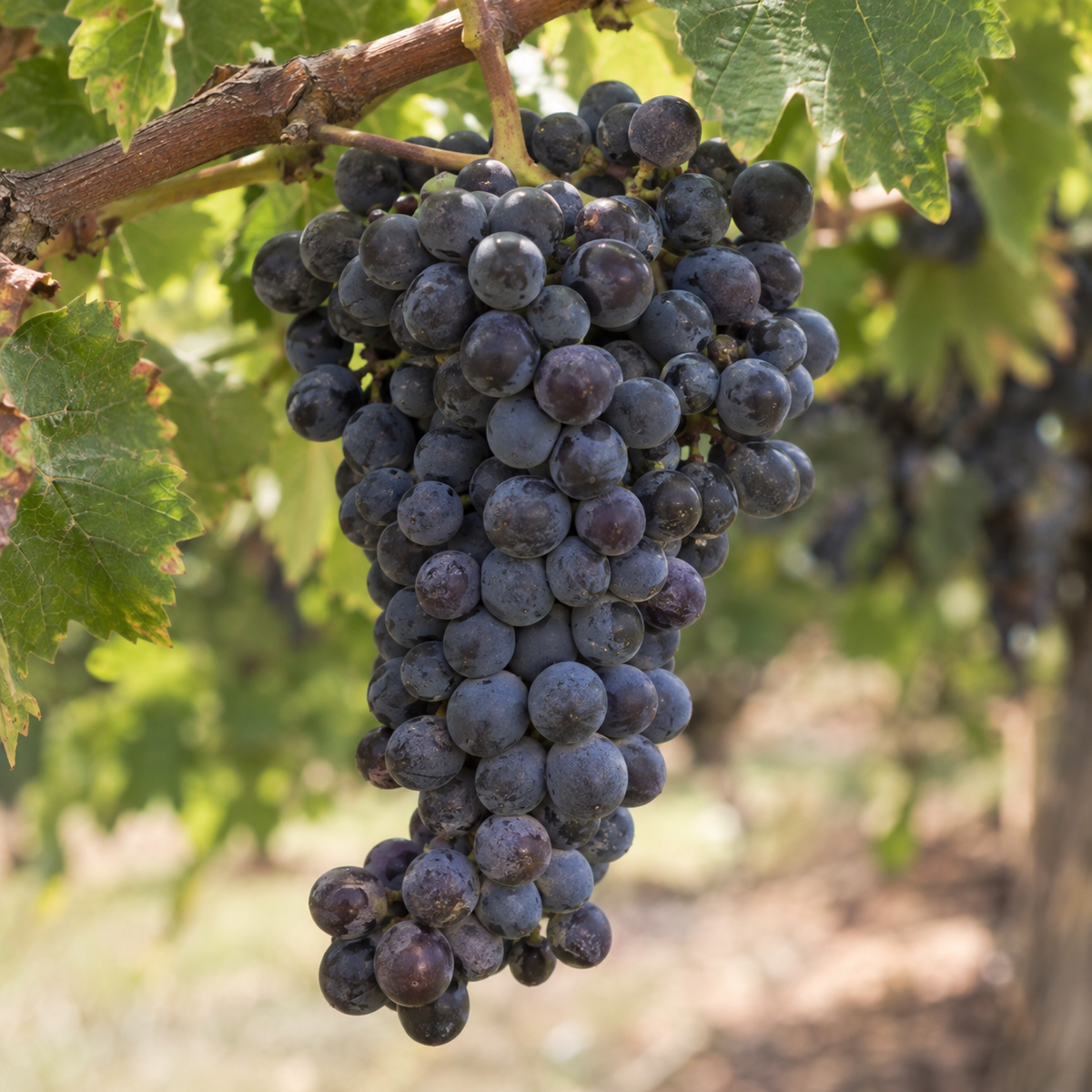 Rebsorte Shiraz