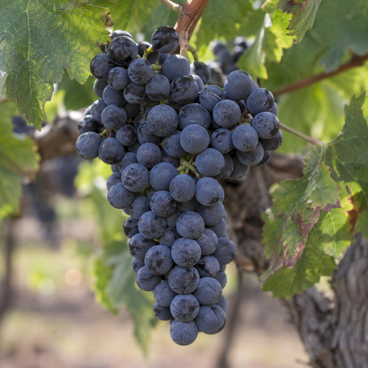 Rebsorte Shiraz