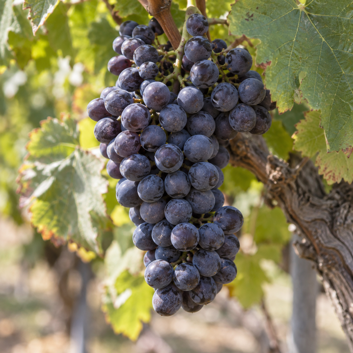 Rebsorte Shiraz