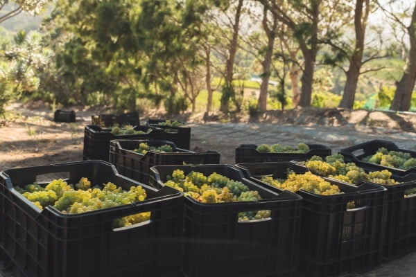 winery-beau-constantia