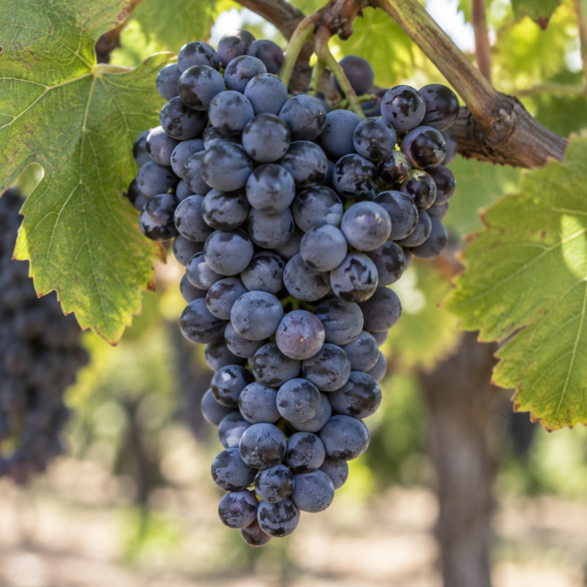 Rebsorte Syrah