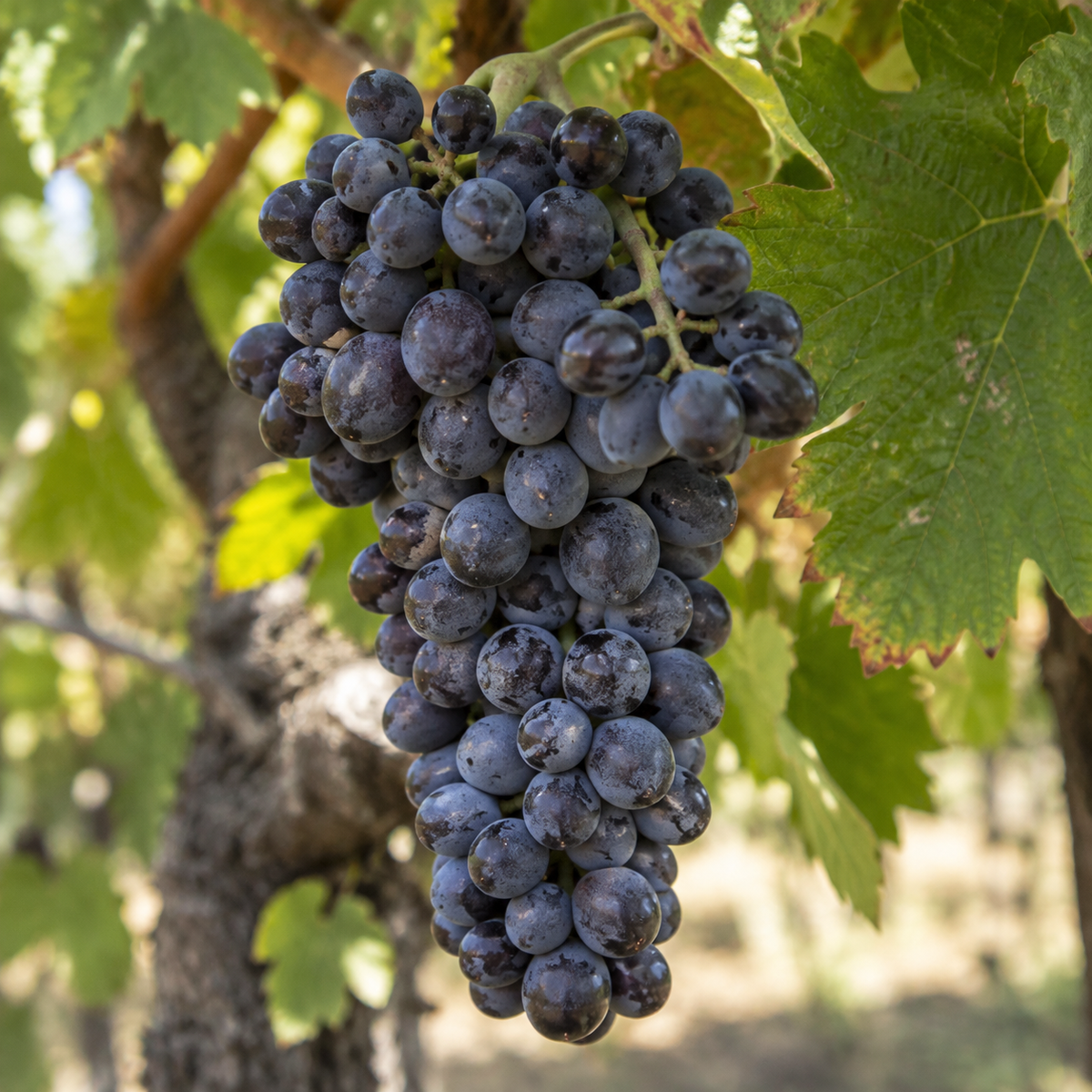 Rebsorte Syrah