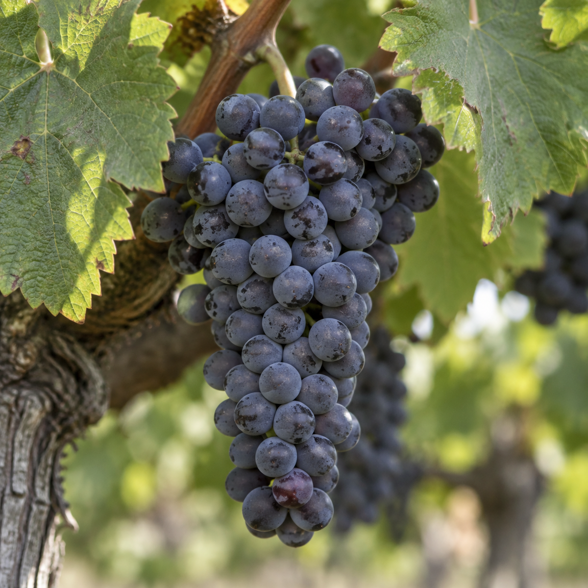 Rebsorte Syrah