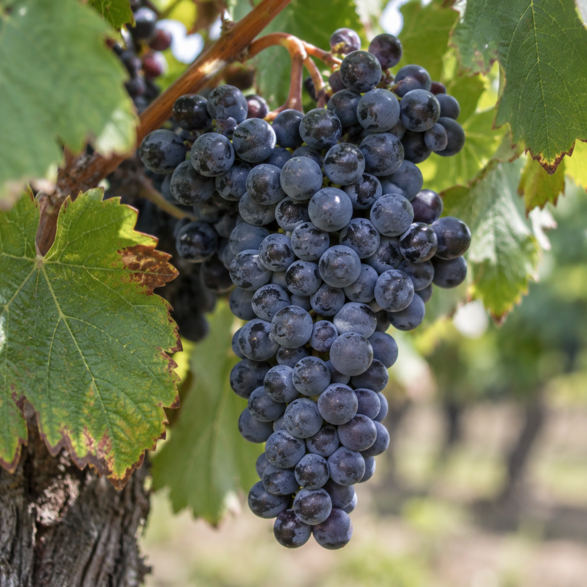 Rebsorte Syrah
