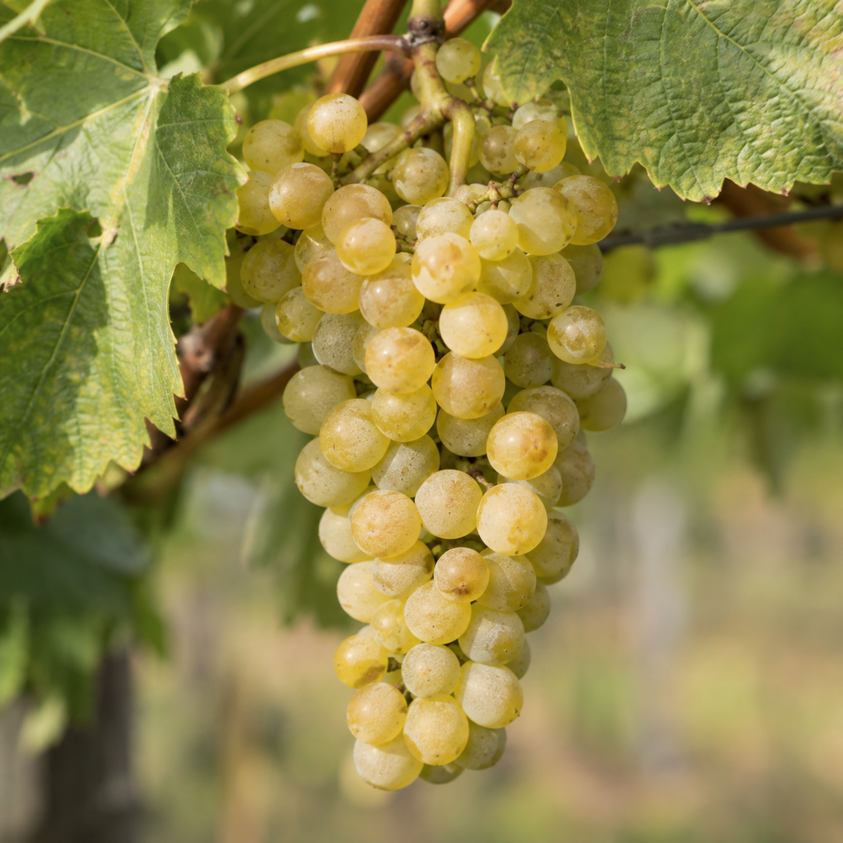 Rebsorte Viognier
