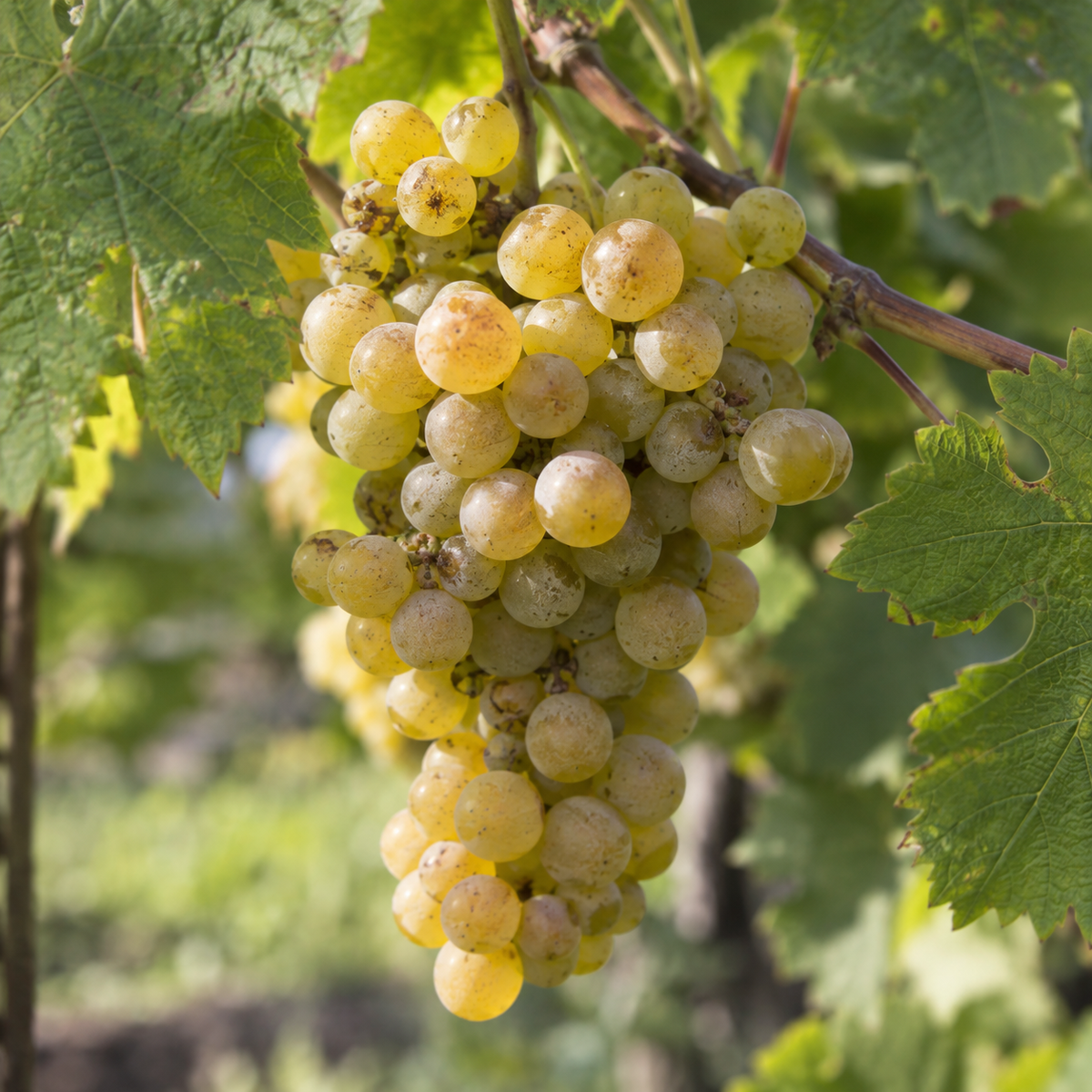 Rebsorte Viognier
